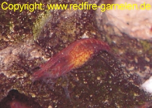 Red fire Garnele mit Eier