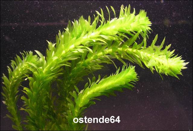 Dickblättrige Wasserpest