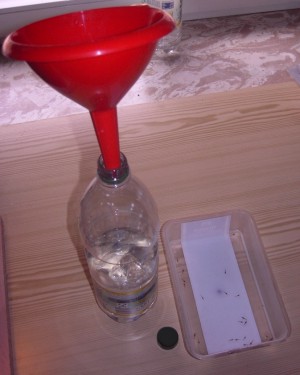 Einfüllen der Garnelen in die Transportflasche