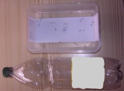 Flasche und Schale mit Garnelen
