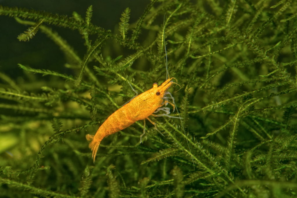 Orange Garnele in Javamoos
