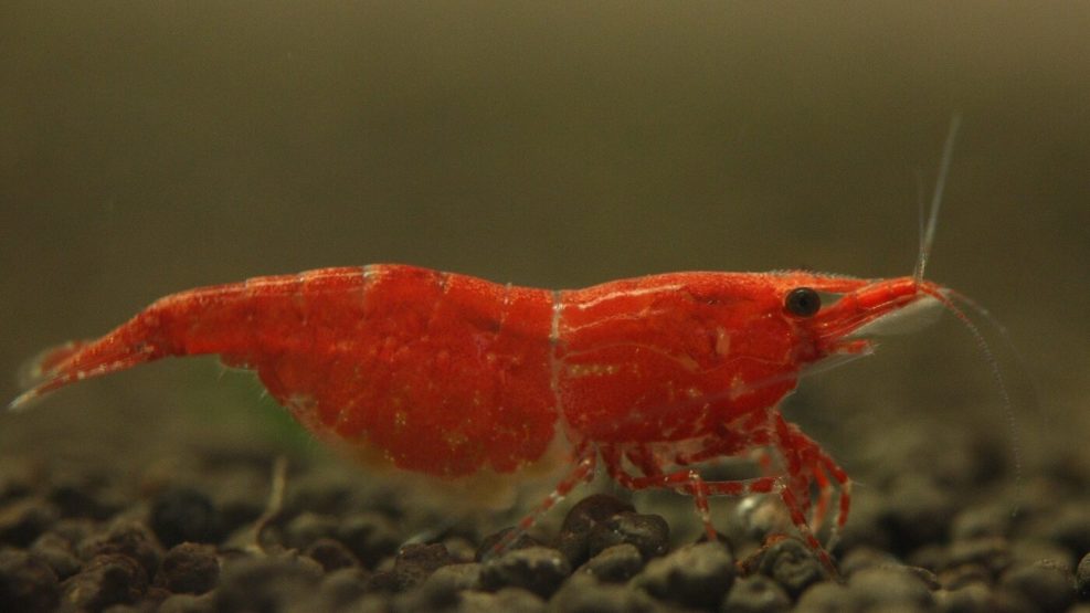 44+ Garnelen Red Fire Teich, Und 10 red fires in einen 90l teich