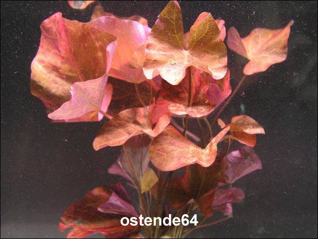 Roter Tigerlotus