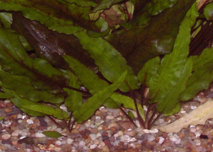 Wendts Wasserkelch für Fische und Garnelen