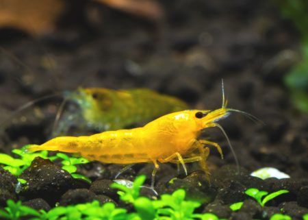 Yellow Fire Garnele