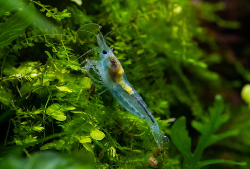 Haltung der Blue Jelly Garnele