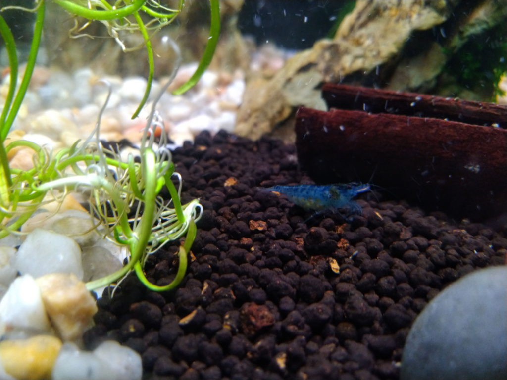 Blue Jelly Garnele im Aquarium
