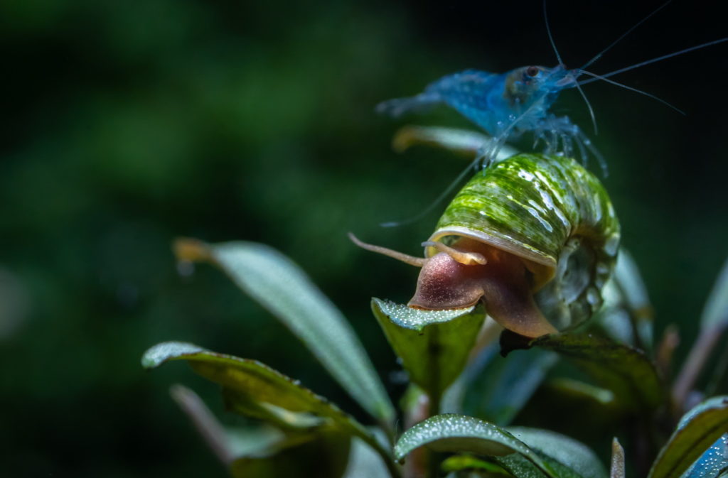 Eisblaue Garnele mit einer Schnecke