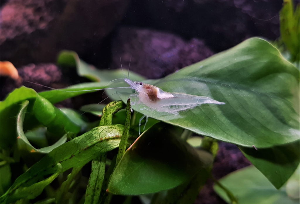 White Pearl Garnele im Aquarium halten