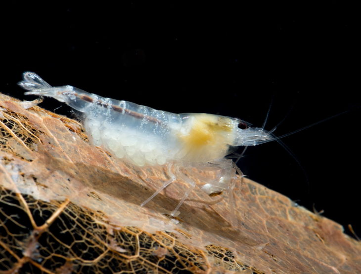 White Pearl Garnele