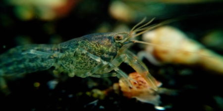 Alabama-Zwergflusskrebs - Ambarellus Diminutus