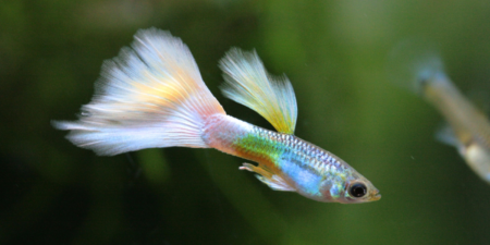 Guppy - Poecilia Reticulata