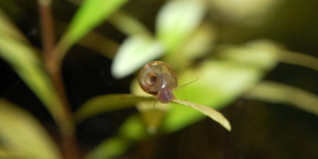 Schnecken im Garnelenaquarium