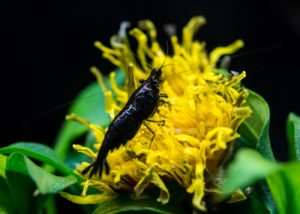 Black Sakura Garnele