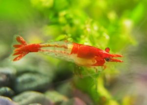 Red Rili Garnele