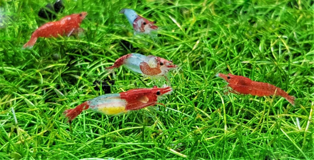 Haltung der Red Rili Garnelen